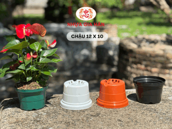 CHẬU NHỰA 12x10 - Ảnh 3